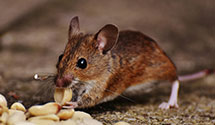 24 Hour & Emergency Exterminators in Blanket, TX